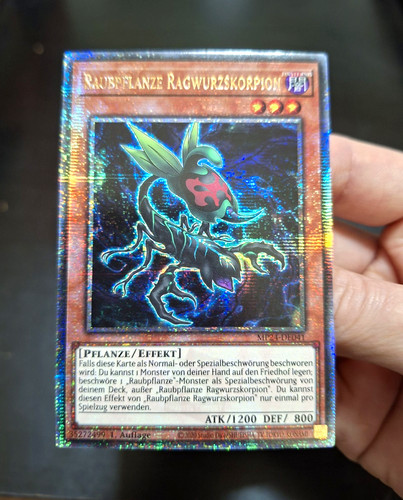 Raubpflanze ragwurzskorpion - raubpflanze,
